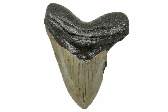 Serrated, Fossil Megalodon Tooth - North Carolina #272518